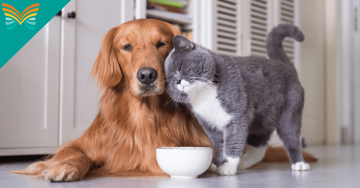 Dog and cat